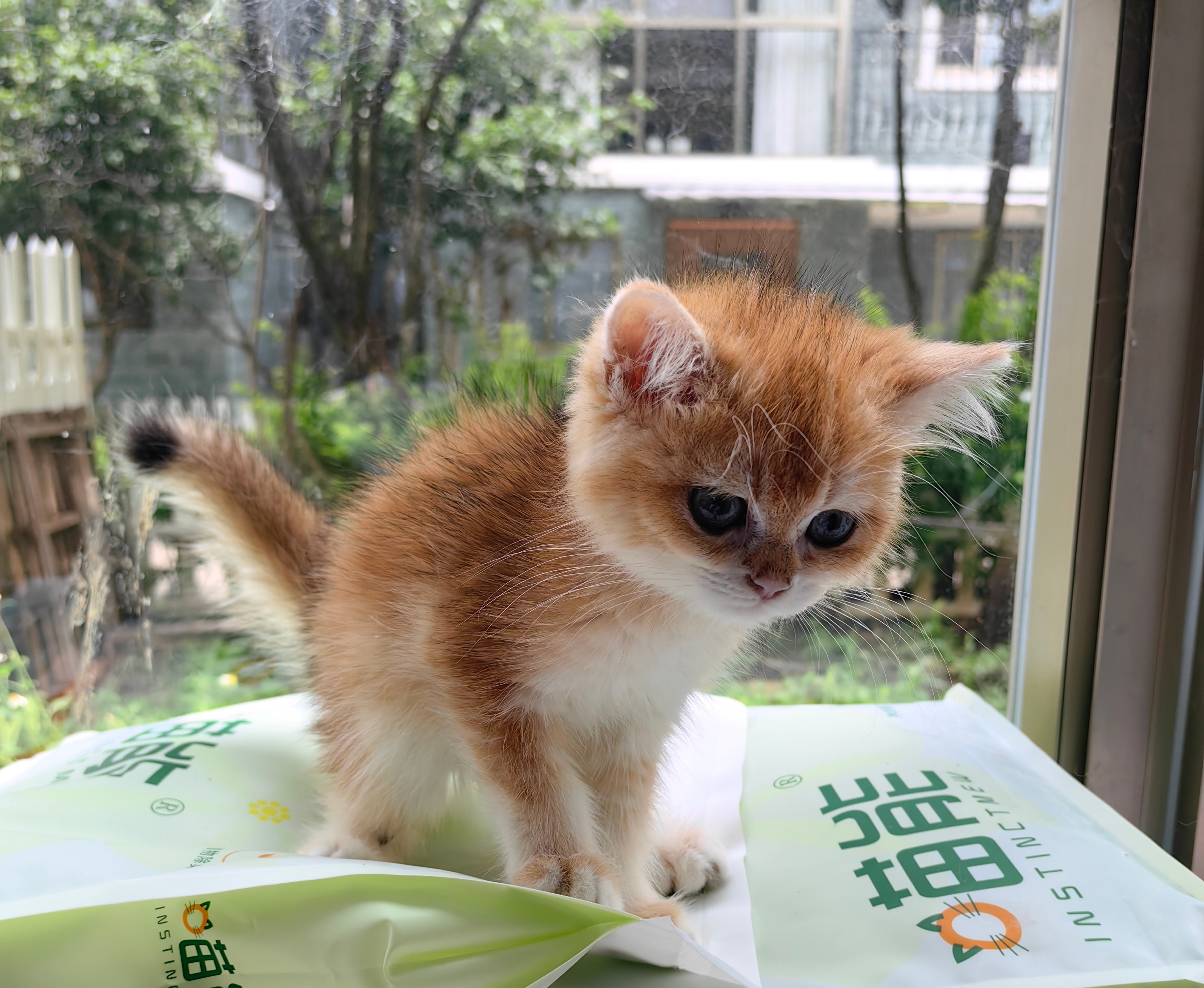 12色金渐层弟弟